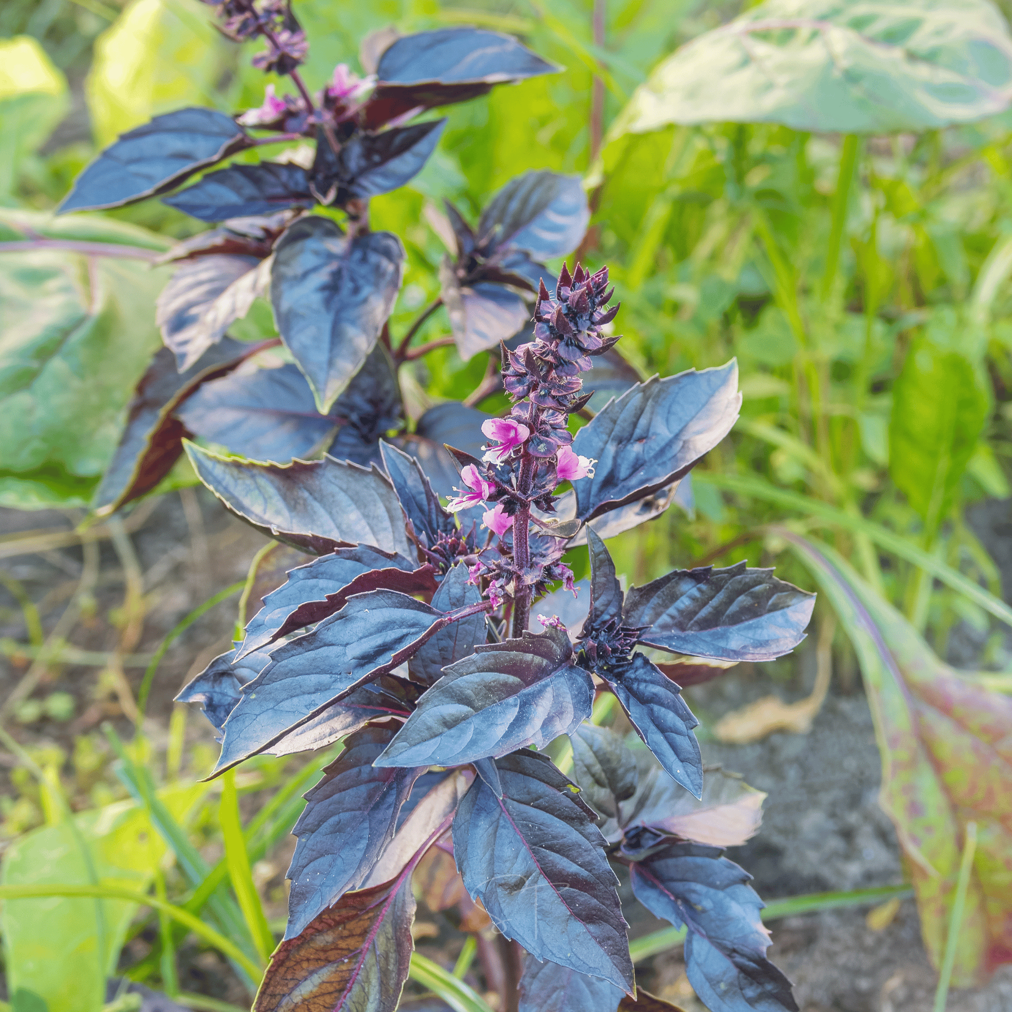 Dark Opal Basil – 250 Seeds Southern Seeds