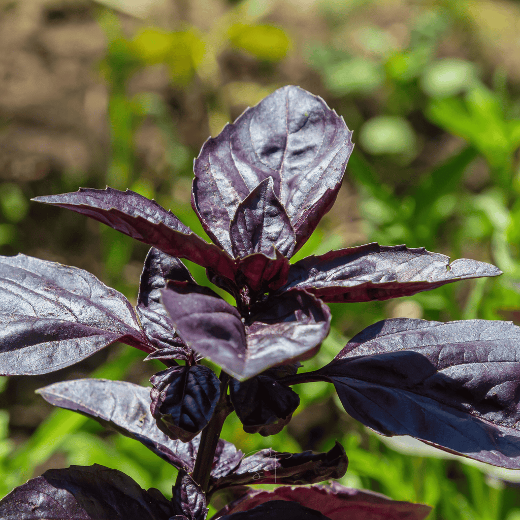 Dark Opal Basil – 250 Seeds Southern Seeds