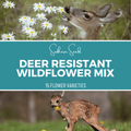 Deer Resistant Wildflower Seed Mix (15 Varieties) – 1,000 Seeds Southern Seeds