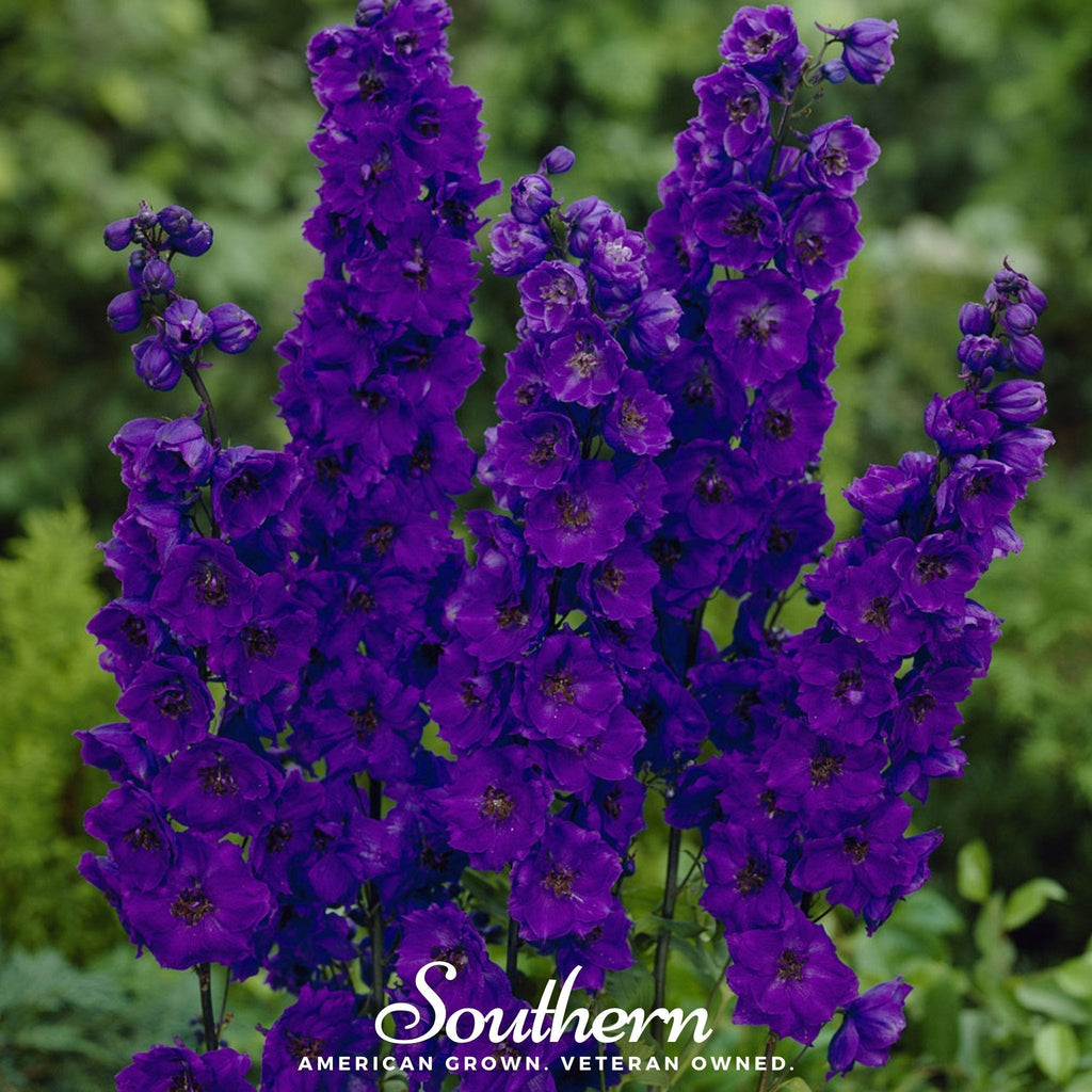 Black Knight Delphinium – 25 Seeds Southern Seeds