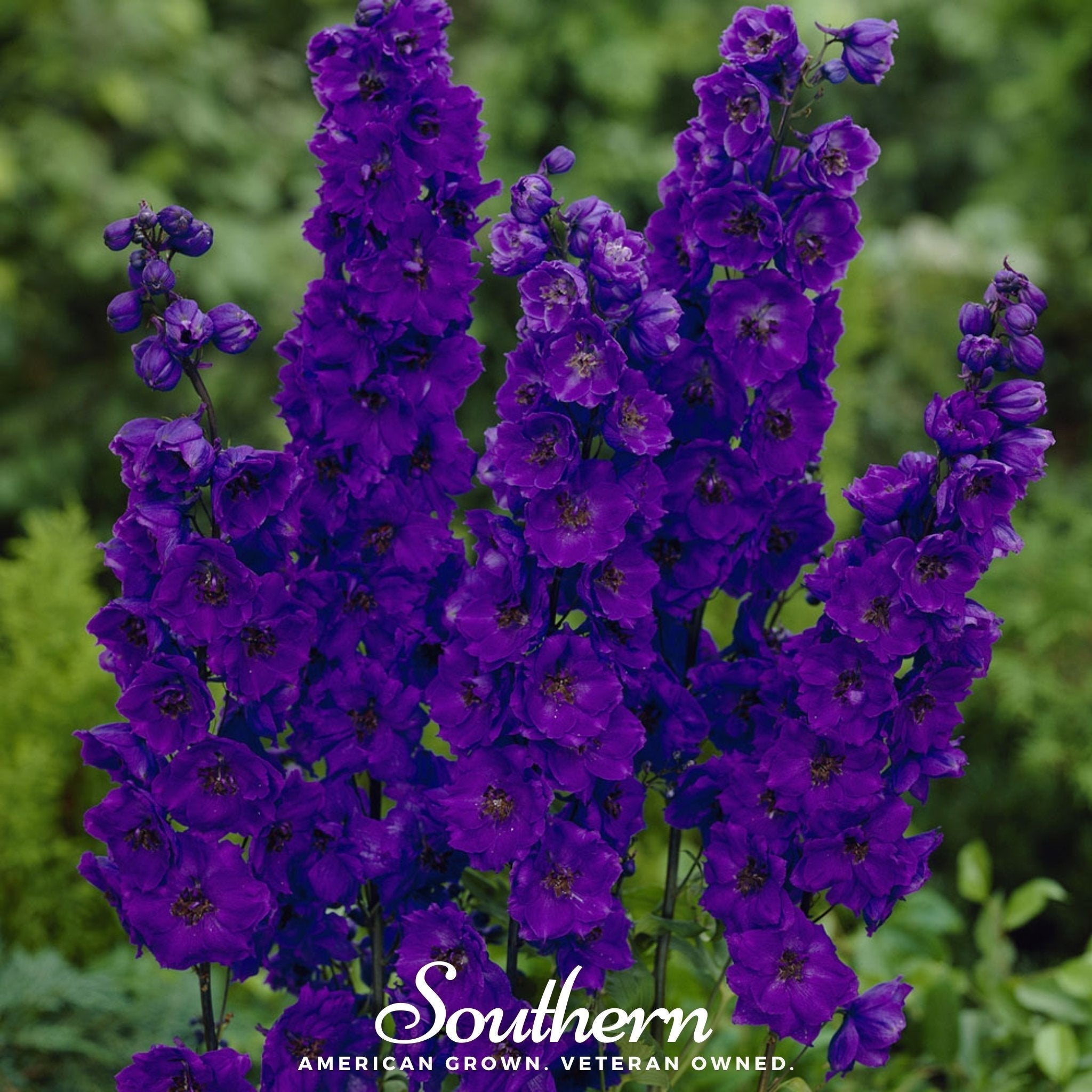 Black Knight Delphinium – 25 Seeds Southern Seeds