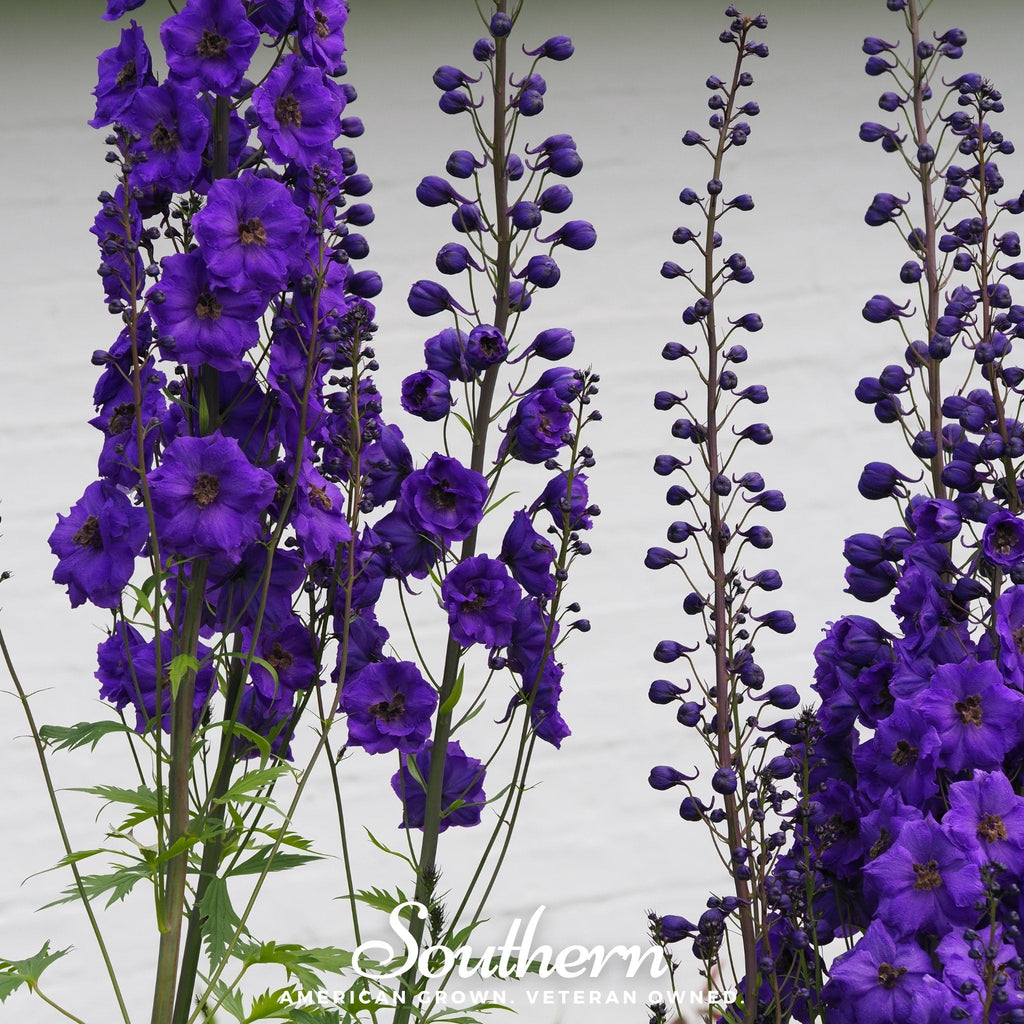 Black Knight Delphinium – 25 Seeds Southern Seeds