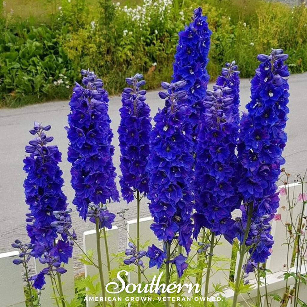 Black Knight Delphinium – 25 Seeds Southern Seeds