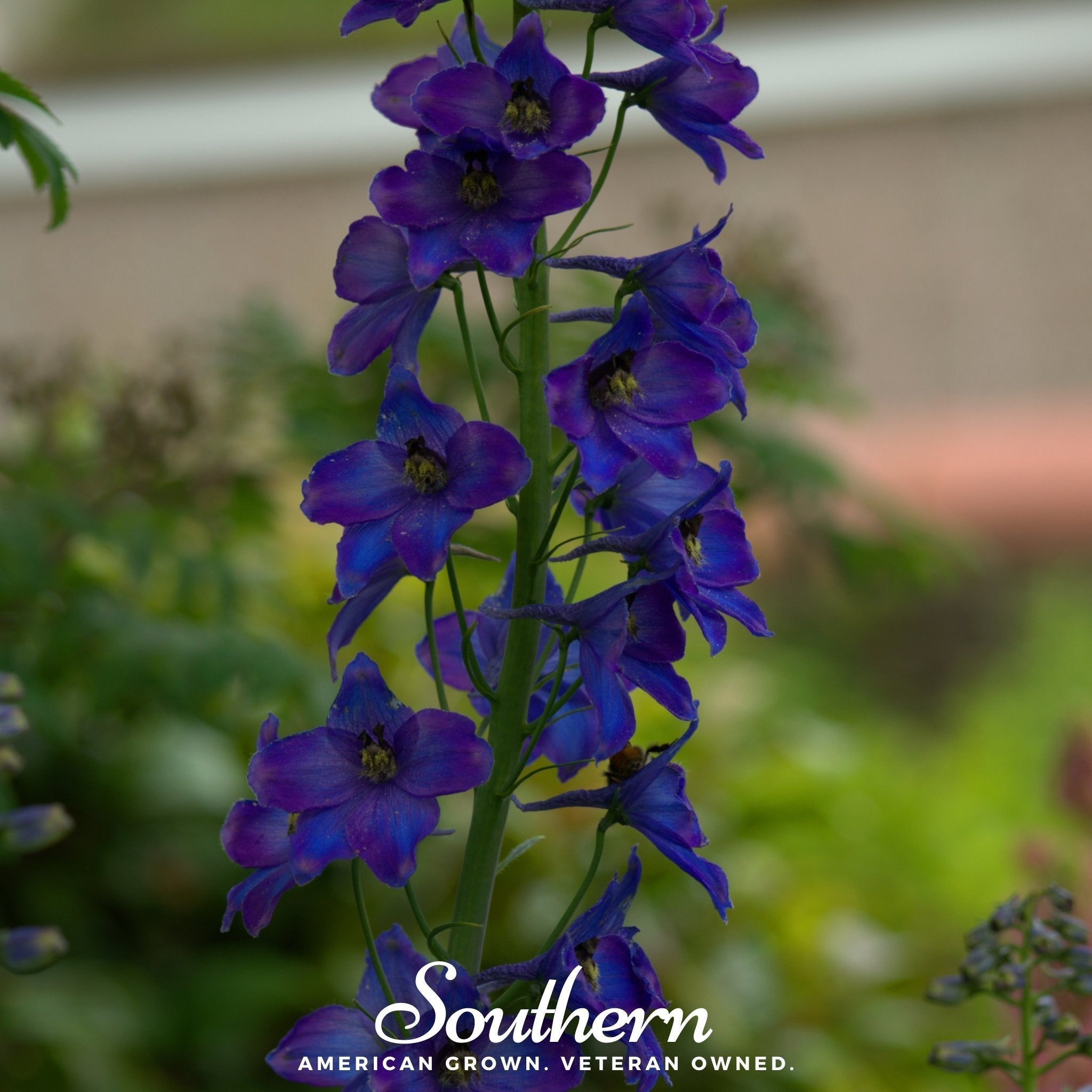 Black Knight Delphinium – 25 Seeds Southern Seeds