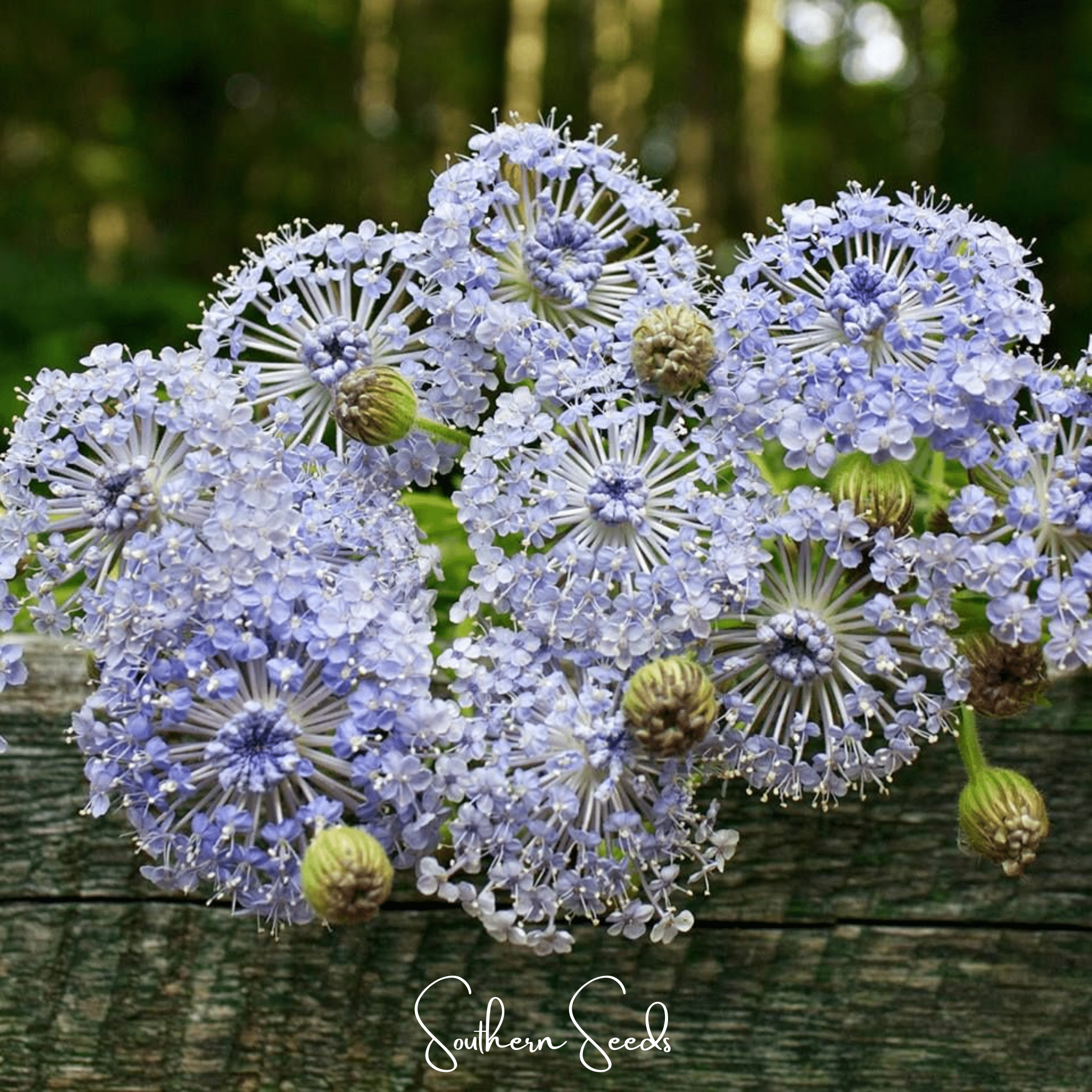 Blue Lace Flower Didiscus – 50 Seeds Southern Seeds