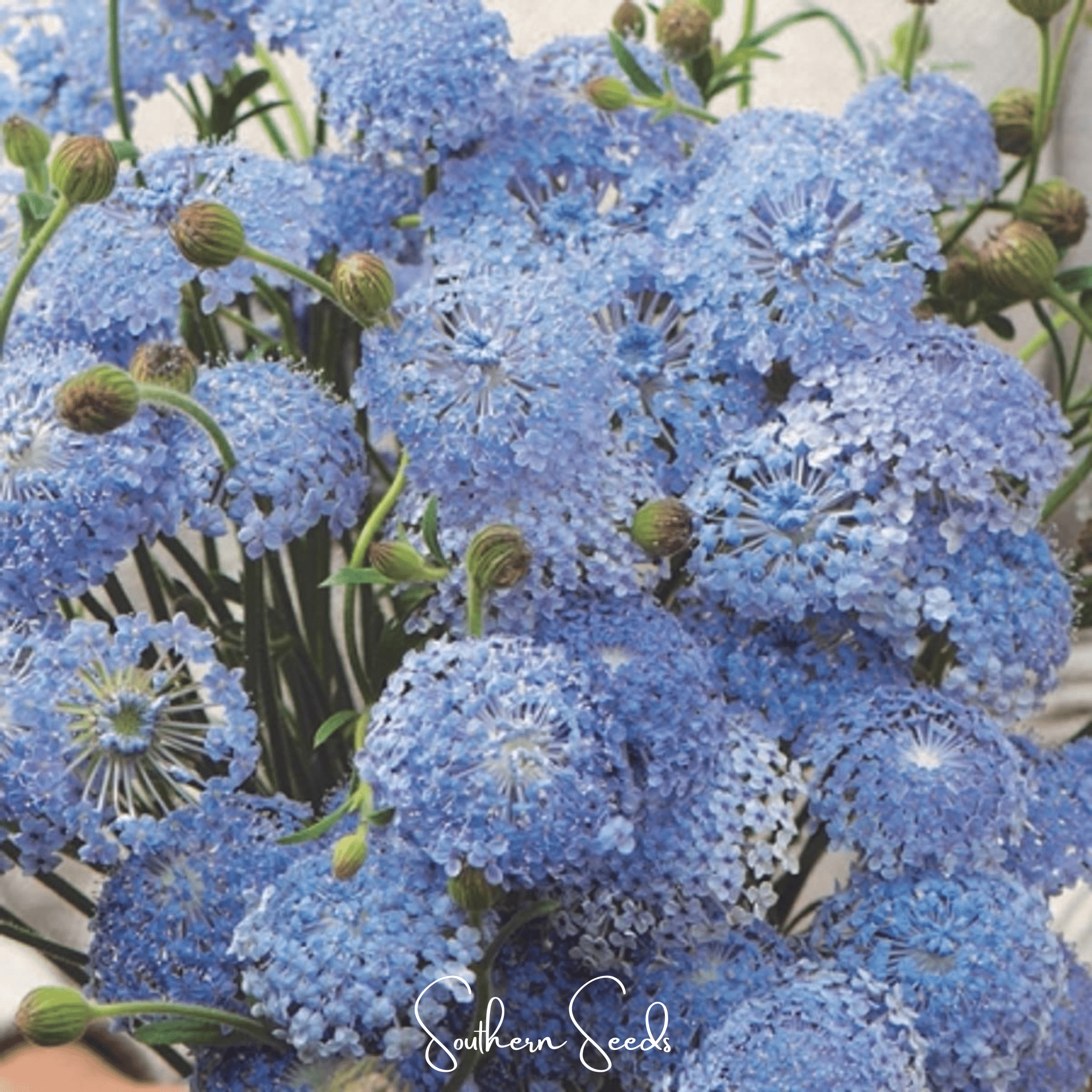 Blue Lace Flower Didiscus – 50 Seeds Southern Seeds