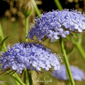 Blue Lace Flower Didiscus – 50 Seeds Southern Seeds