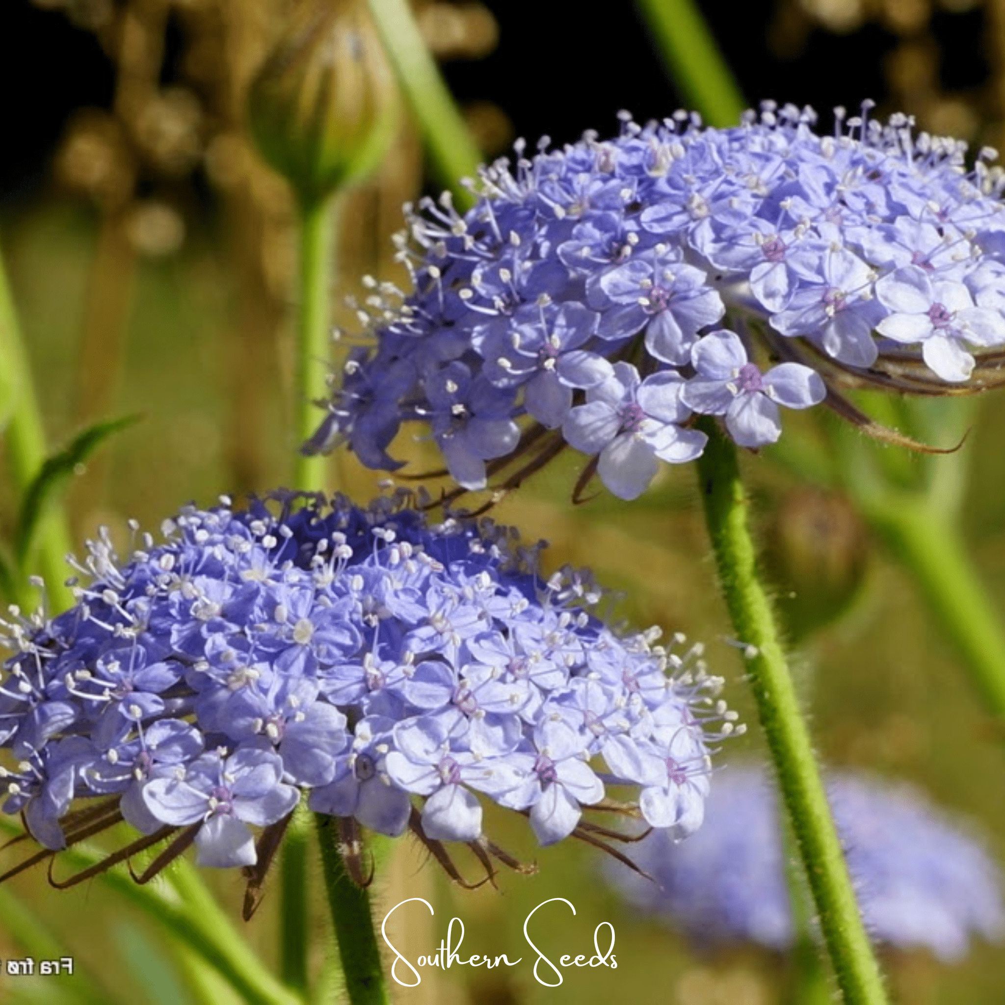 Blue Lace Flower Didiscus – 50 Seeds Southern Seeds