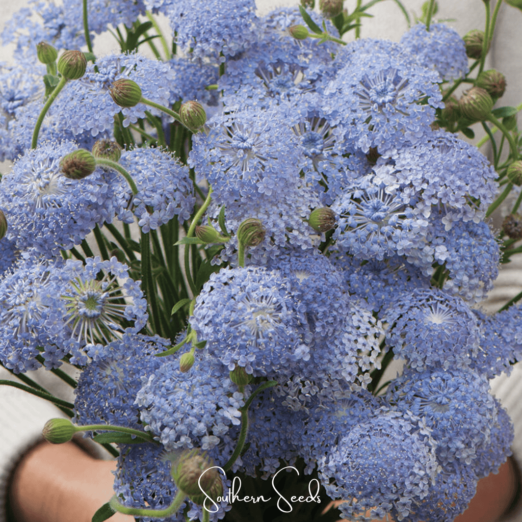 Blue Lace Flower Didiscus – 50 Seeds Southern Seeds