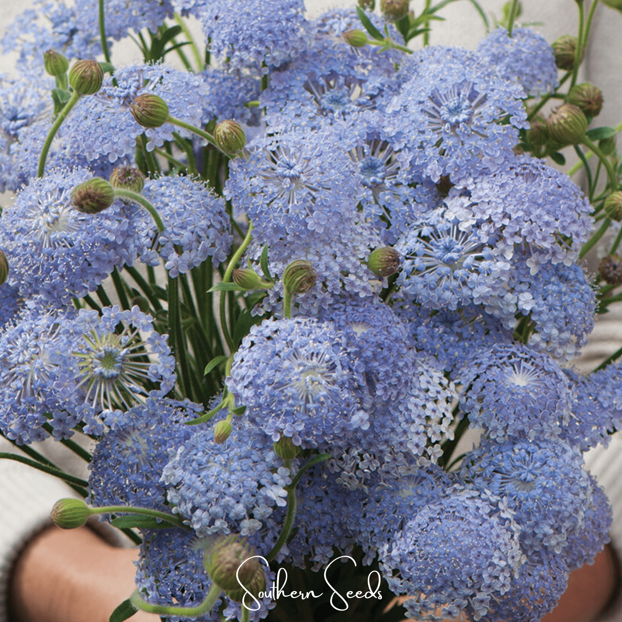 Blue Lace Flower Didiscus – 50 Seeds Southern Seeds