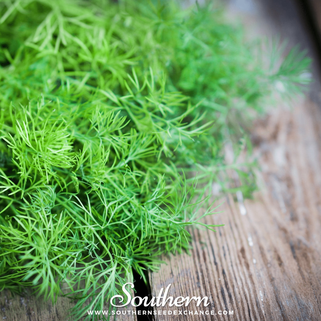 Bouquet Dill – 100 Seeds Southern Seeds