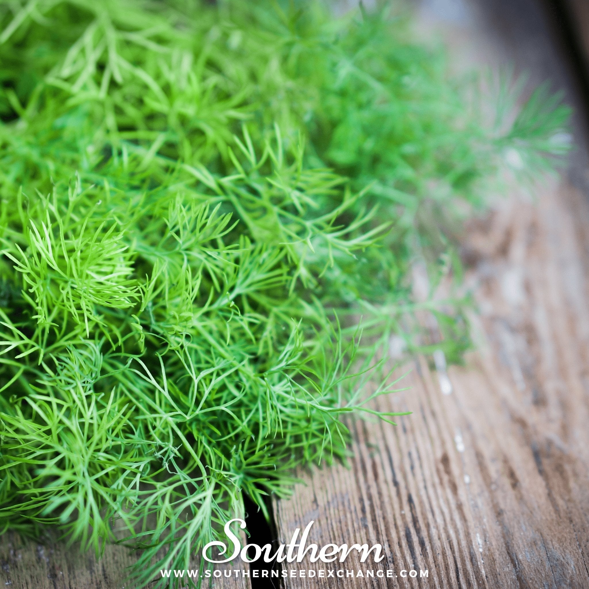 Bouquet Dill – 100 Seeds Southern Seeds