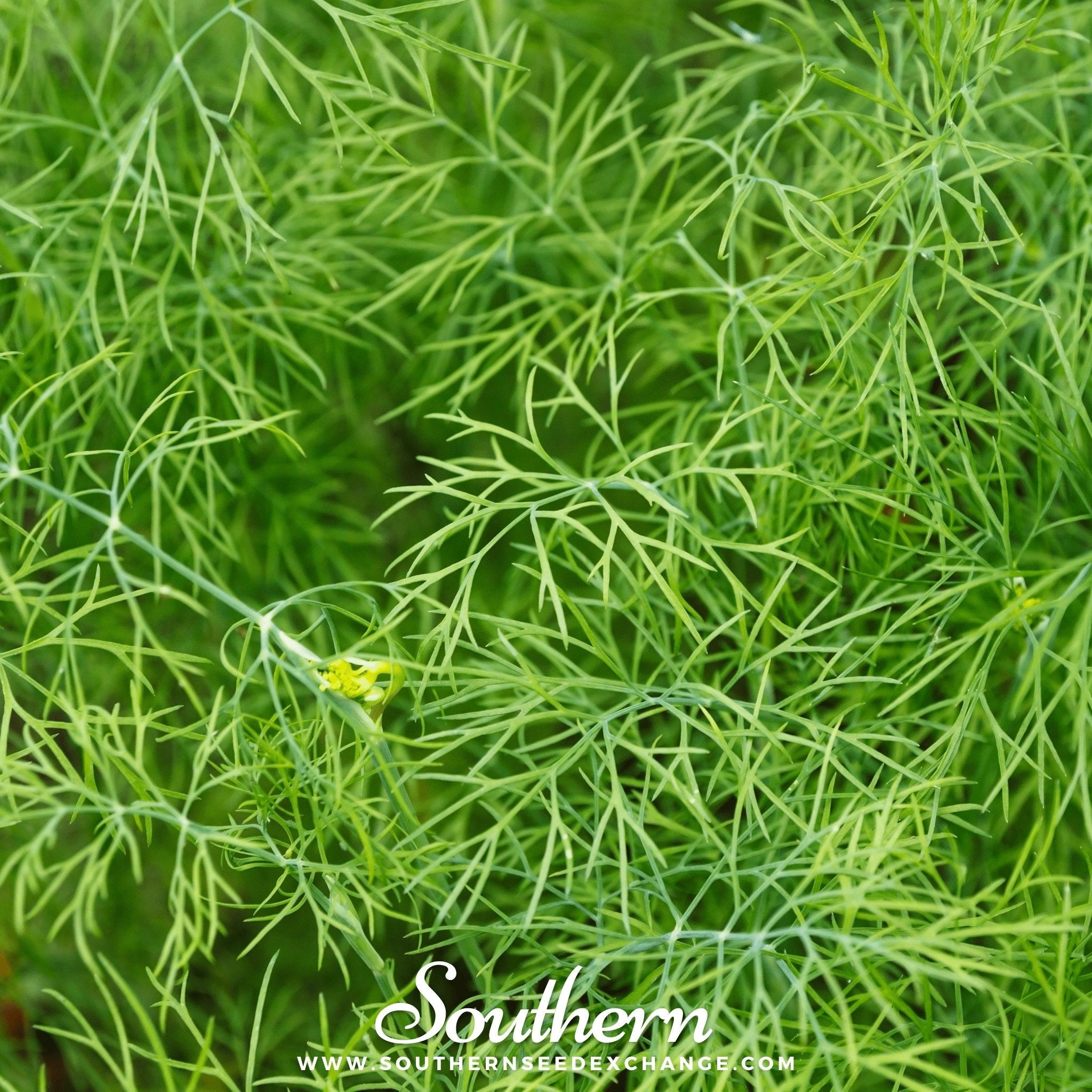 Bouquet Dill – 100 Seeds Southern Seeds