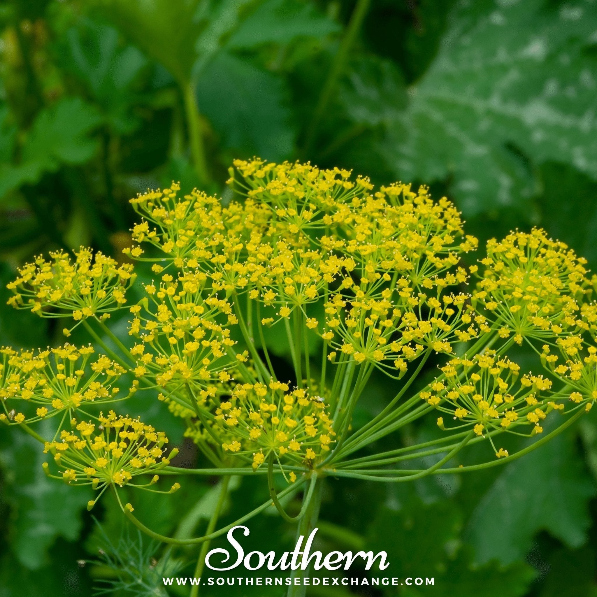 Bouquet Dill – 100 Seeds Southern Seeds