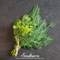 Bouquet Dill – 100 Seeds Southern Seeds
