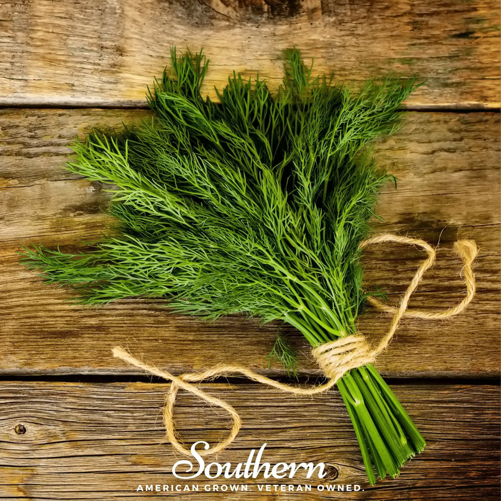 Dukat Dill – 100 Seeds Southern Seeds