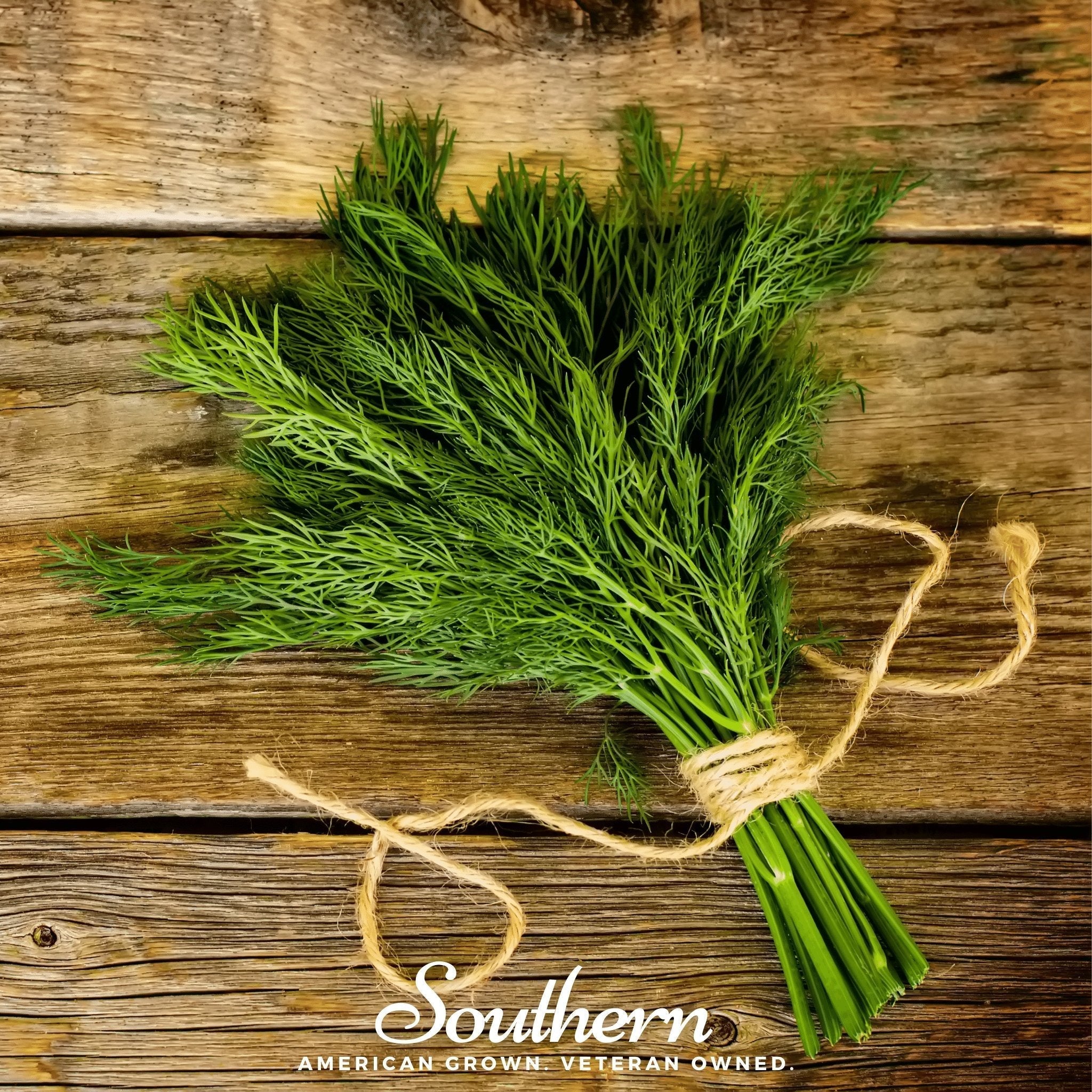 Dukat Dill – 100 Seeds Southern Seeds