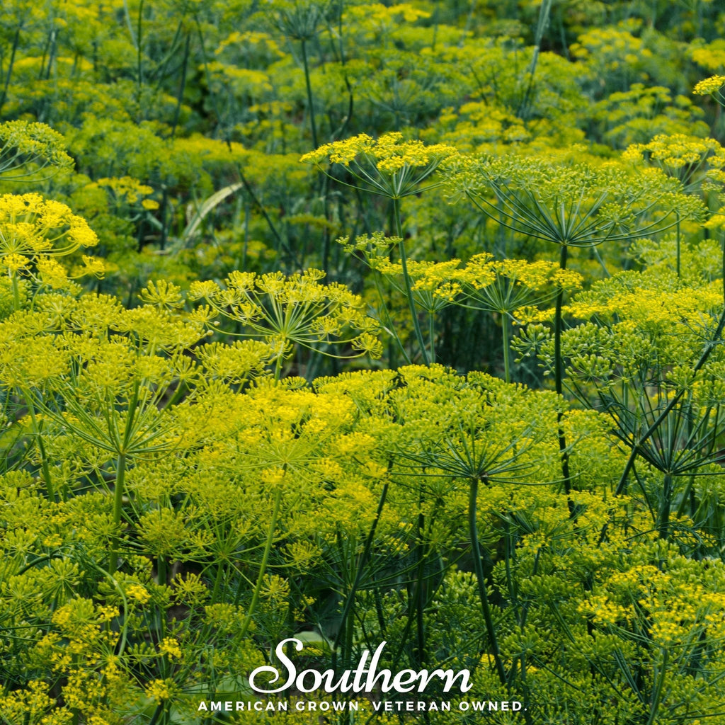 Dukat Dill – 100 Seeds Southern Seeds