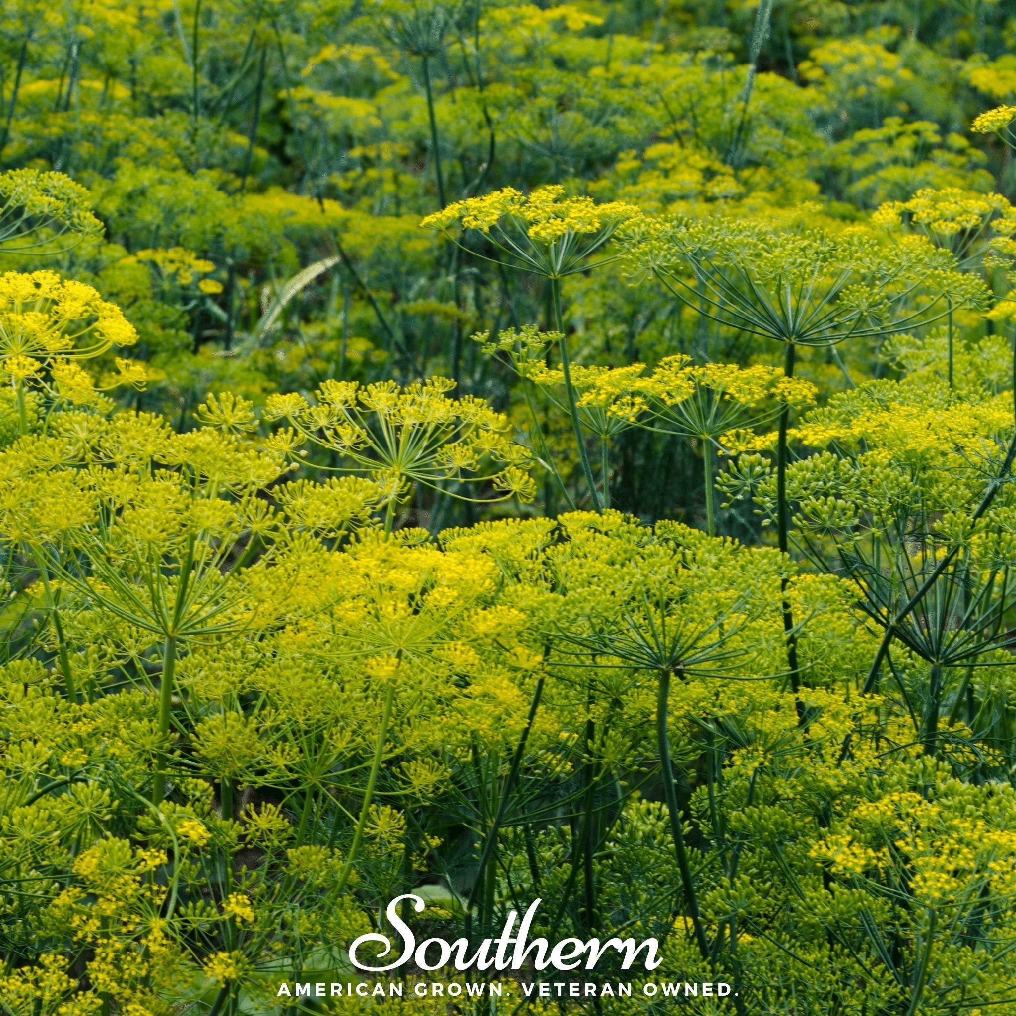 Dukat Dill – 100 Seeds Southern Seeds