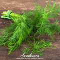 Dukat Dill – 100 Seeds Southern Seeds