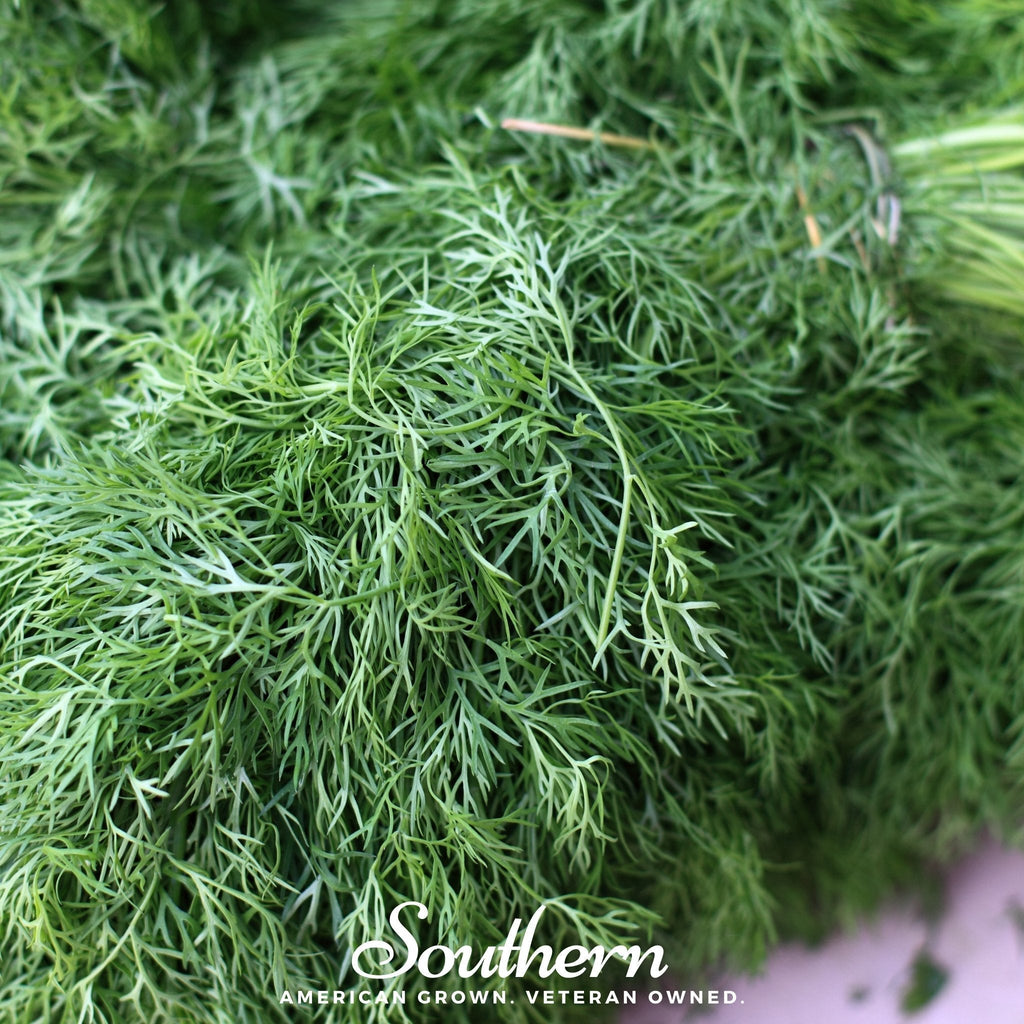 Dwarf Fernleaf Dill – 100 Seeds Southern Seeds