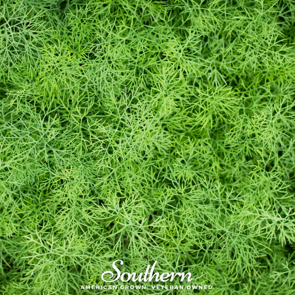 Dwarf Fernleaf Dill – 100 Seeds Southern Seeds