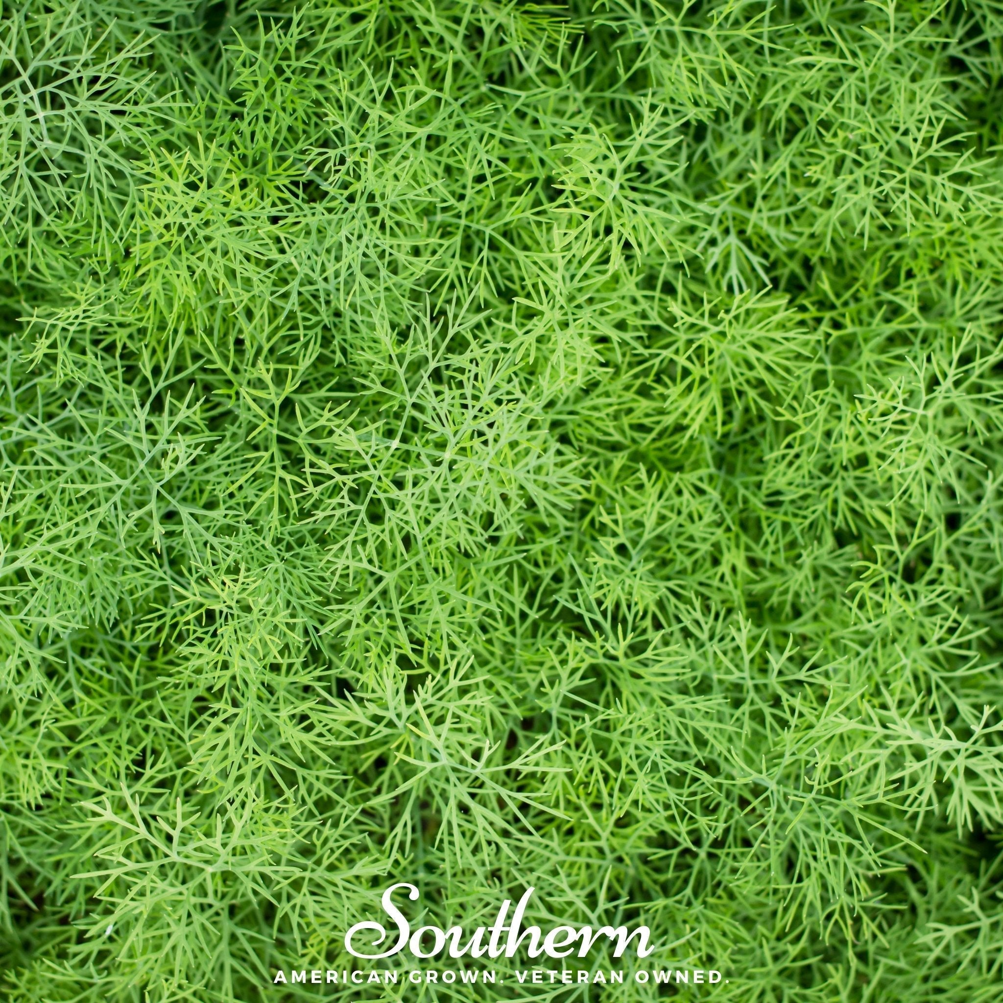 Dwarf Fernleaf Dill – 100 Seeds Southern Seeds