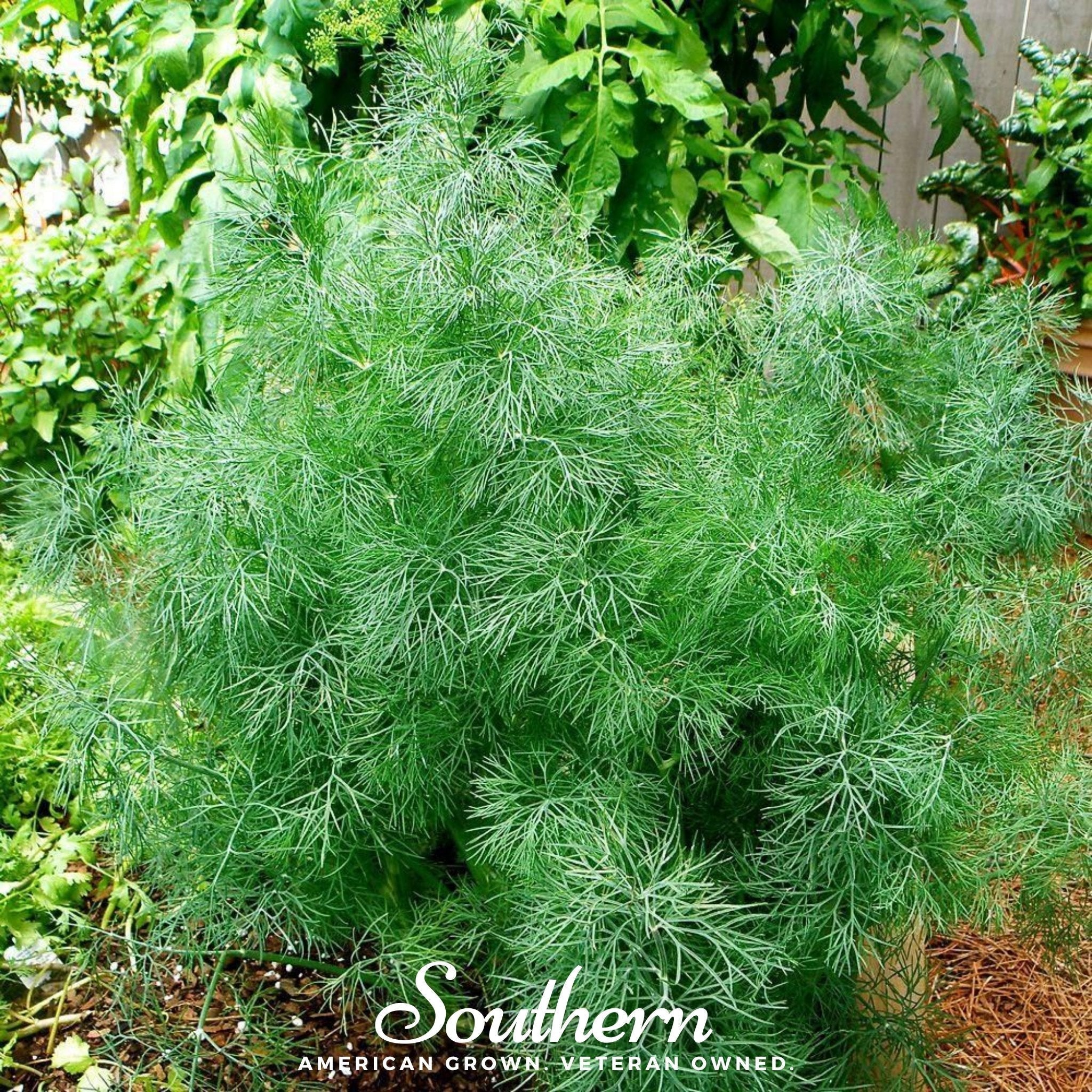 Dwarf Fernleaf Dill – 100 Seeds Southern Seeds