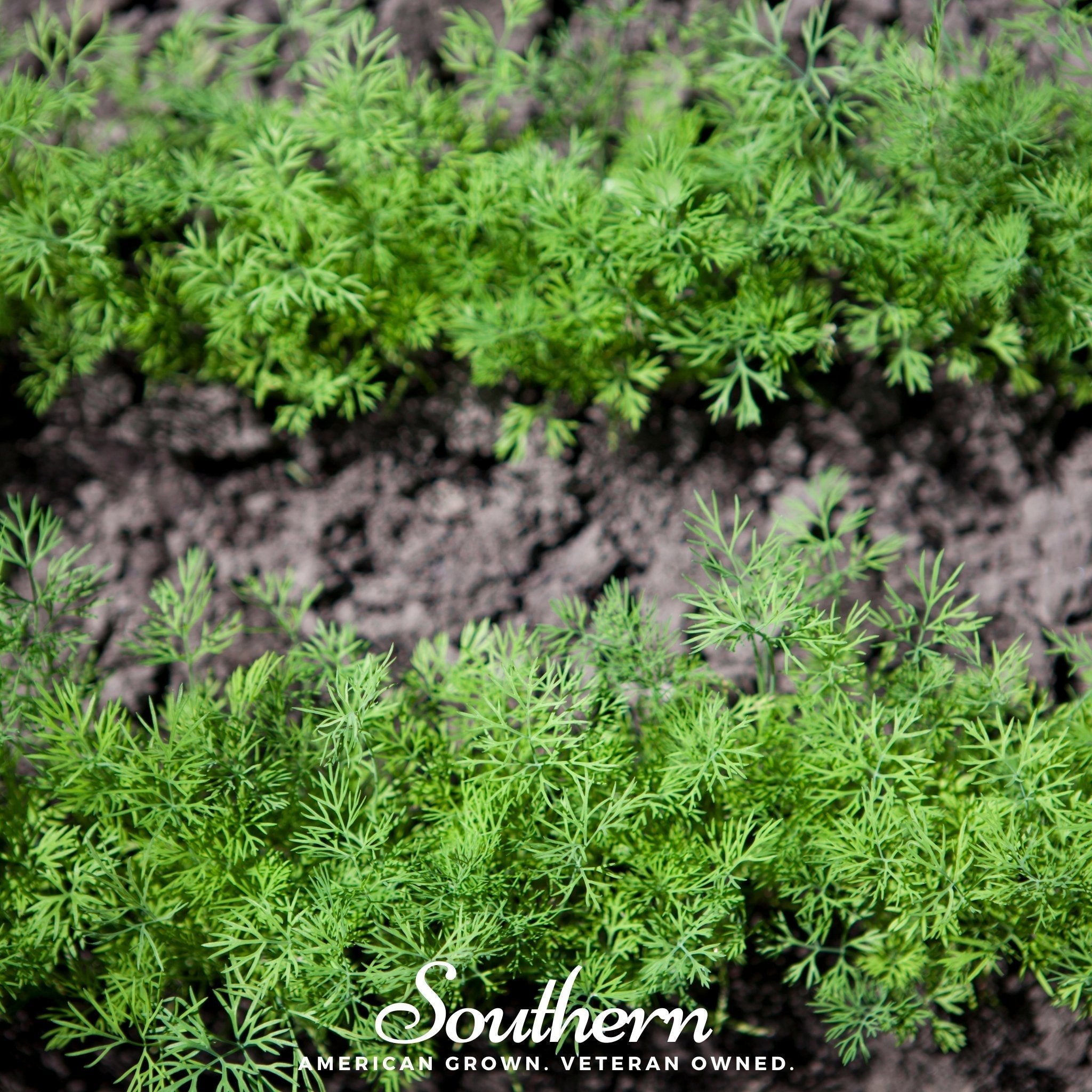 Dwarf Fernleaf Dill – 100 Seeds Southern Seeds