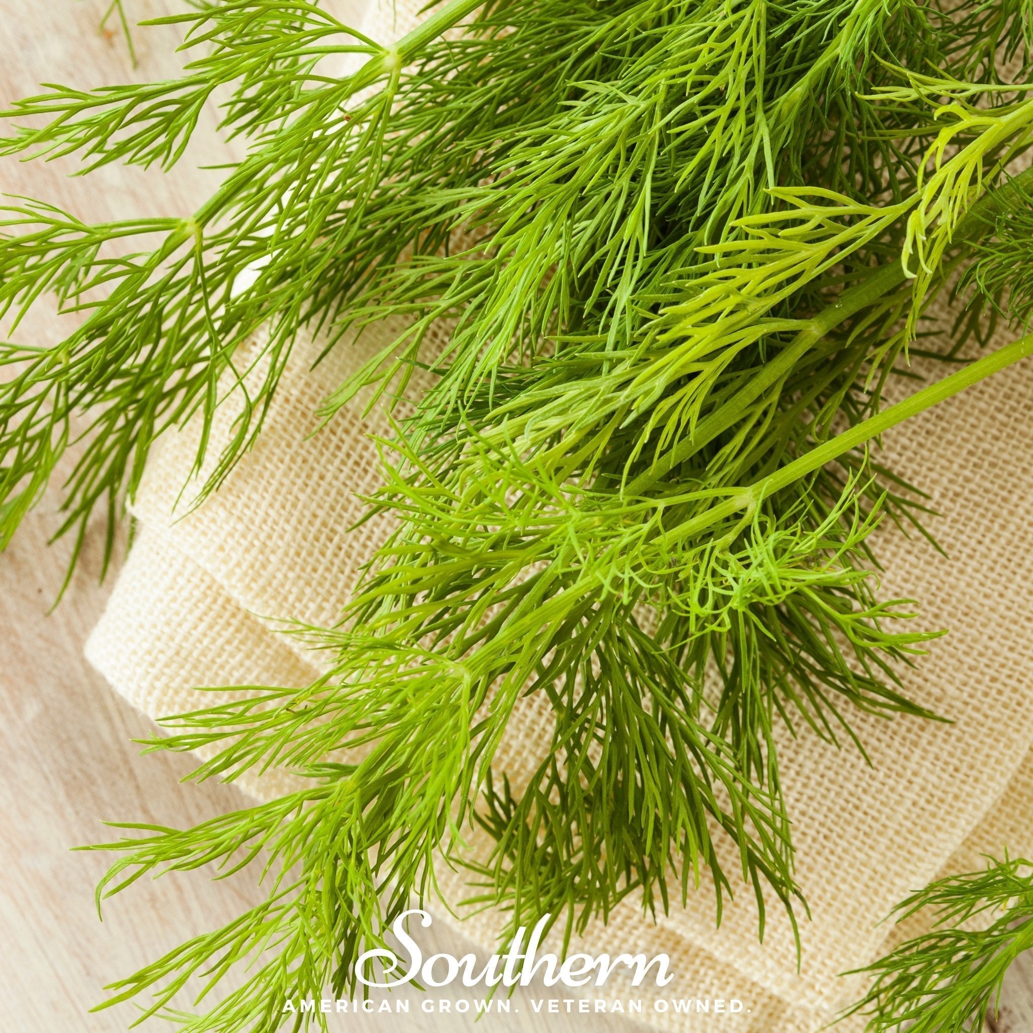 Mammoth Long Island Dill – 100 Seeds Southern Seeds