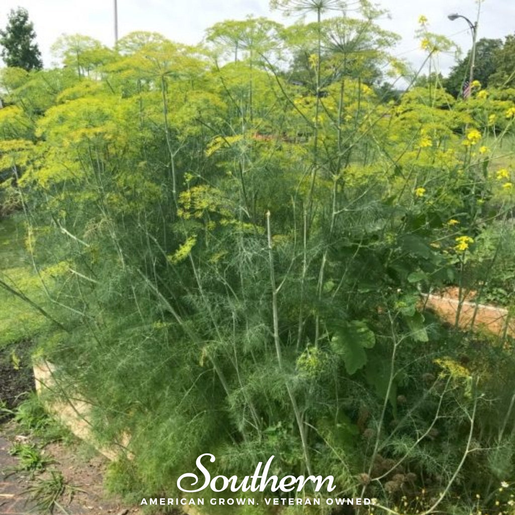 Mammoth Long Island Dill – 100 Seeds Southern Seeds