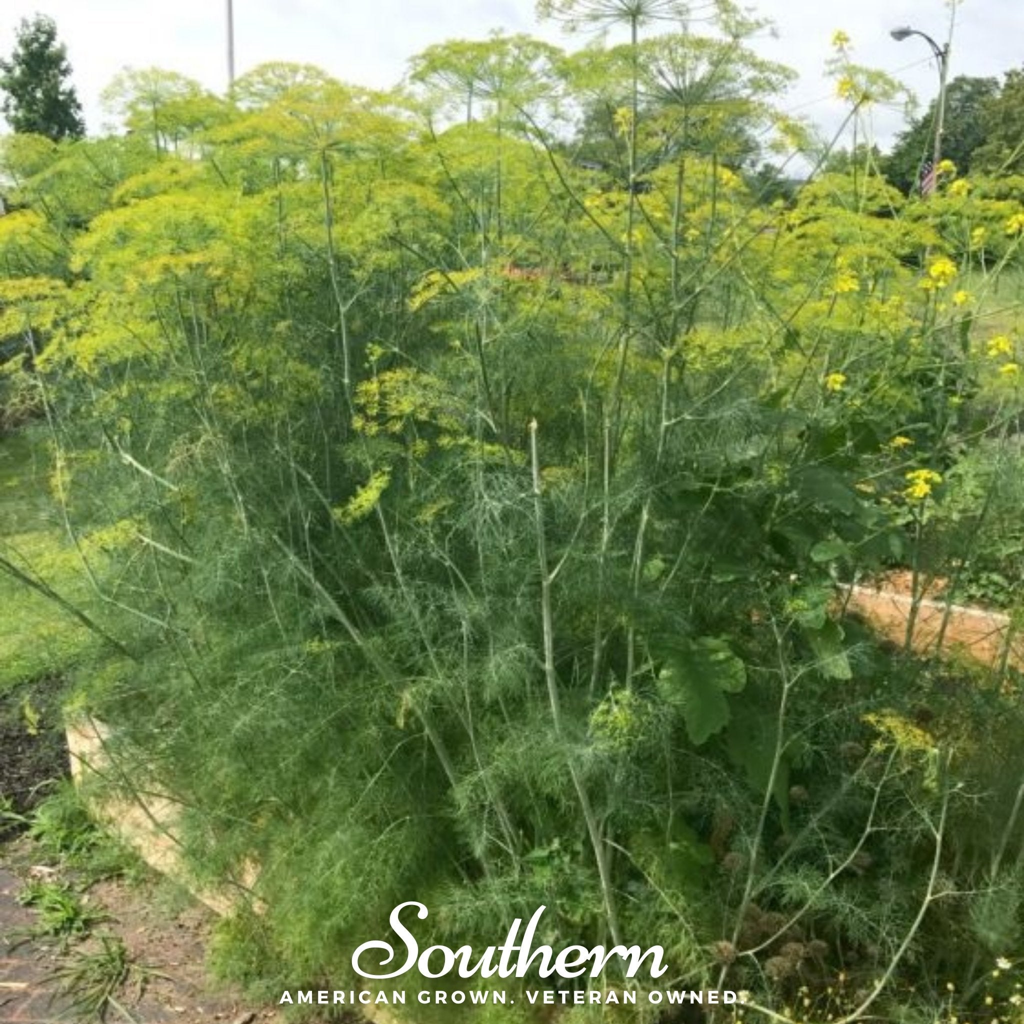 Mammoth Long Island Dill – 100 Seeds Southern Seeds