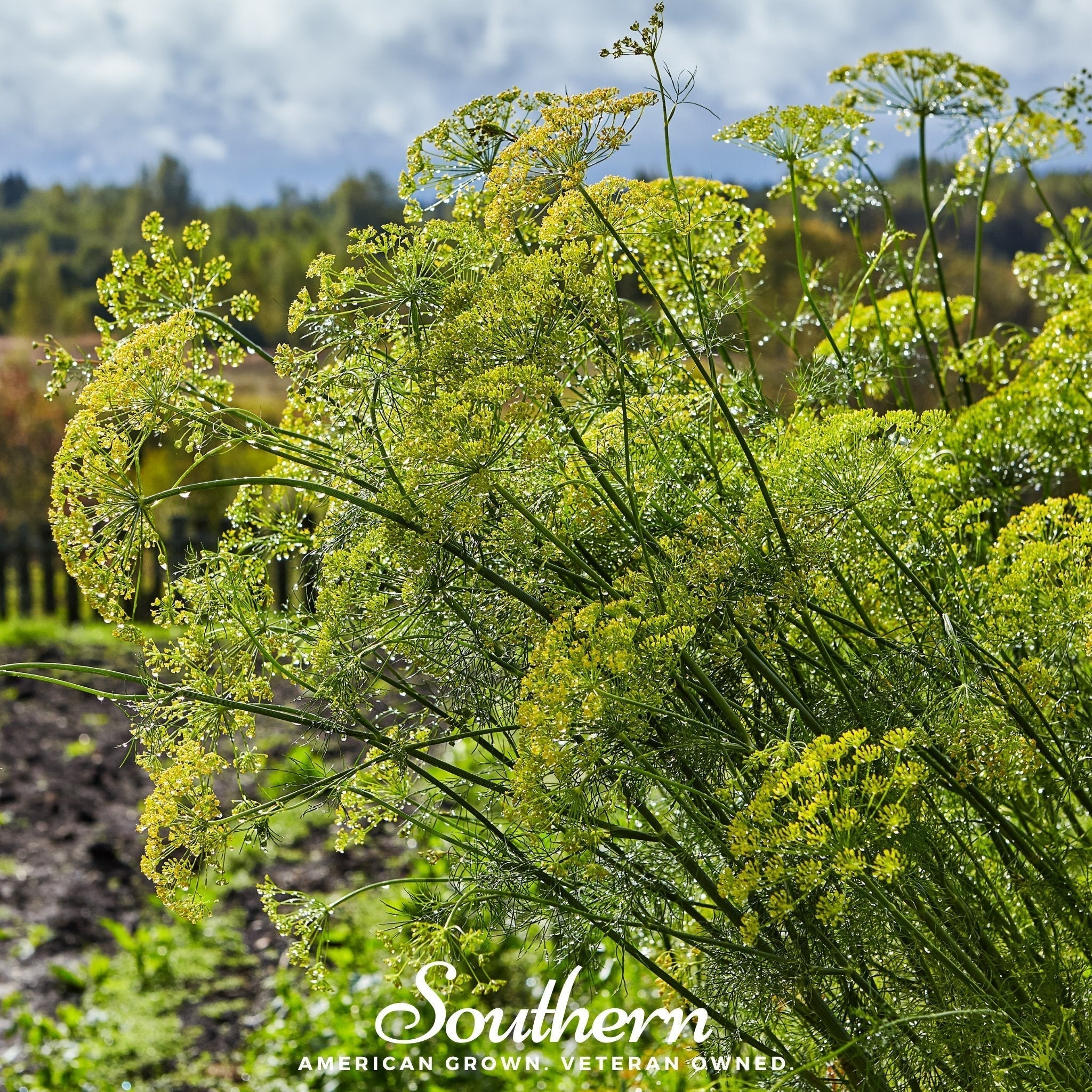 Mammoth Long Island Dill – 100 Seeds Southern Seeds