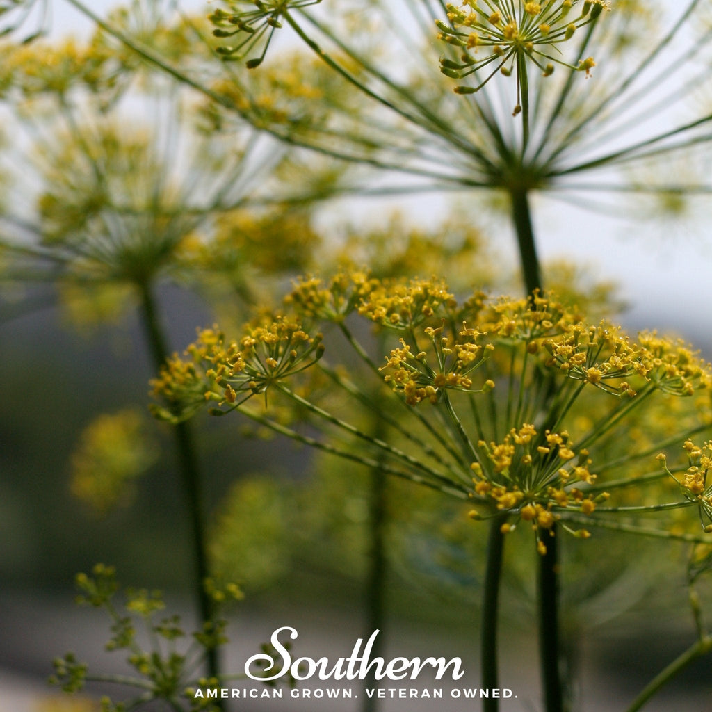 Mammoth Long Island Dill – 100 Seeds Southern Seeds