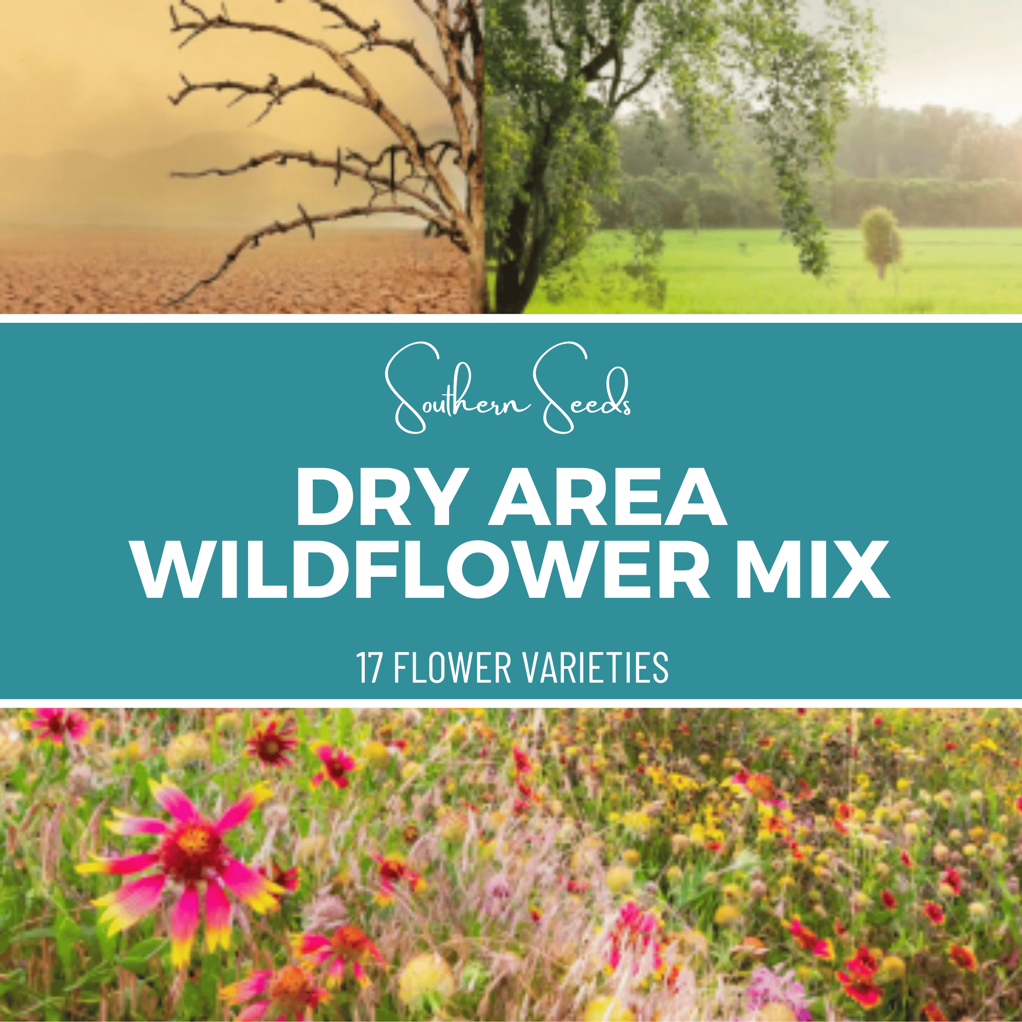 Dry Area Wildflower Seed Mix (18 Varieties) – 1,000 Seeds Southern Seeds