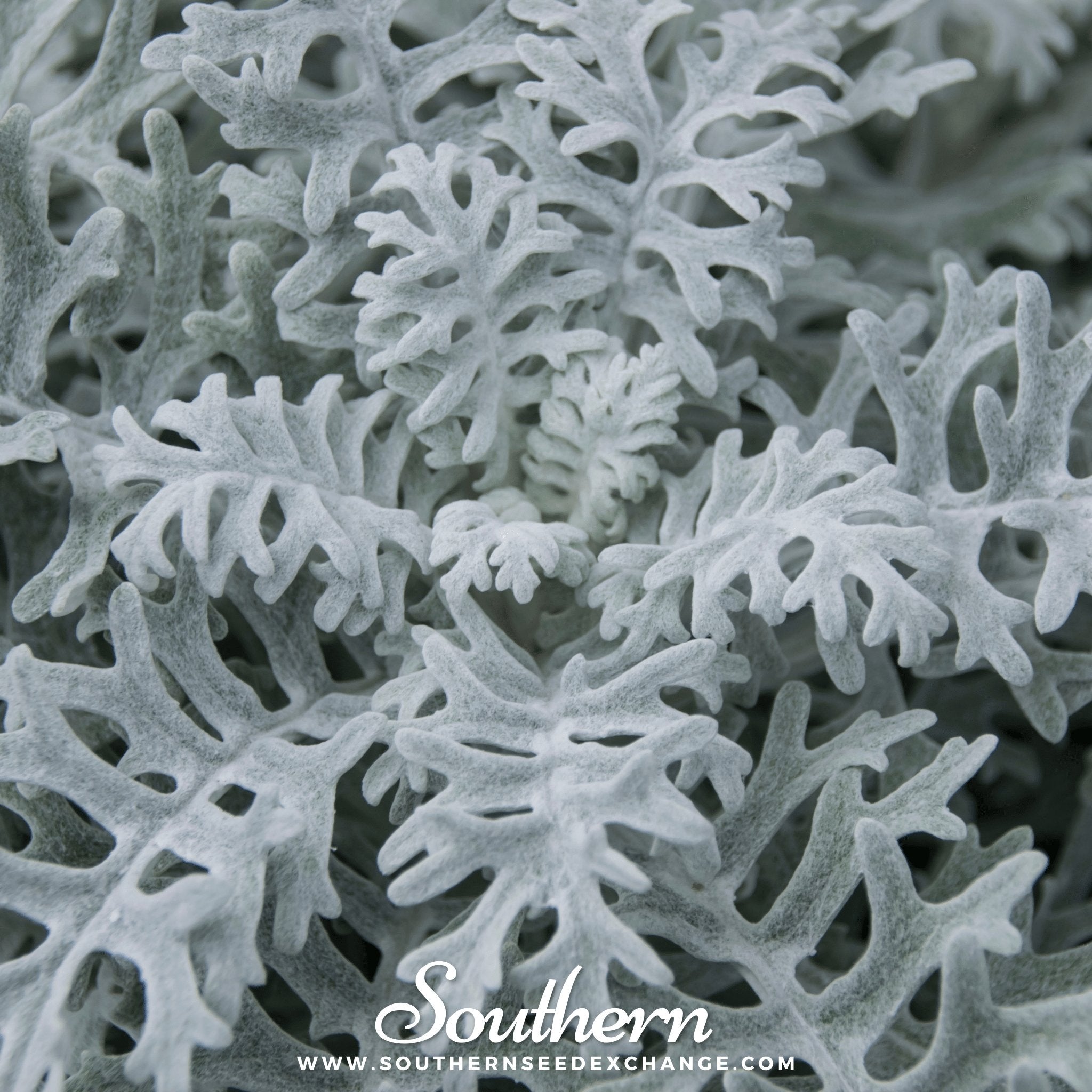 Dusty Miller Sivertown – 200 Seeds Southern Seeds