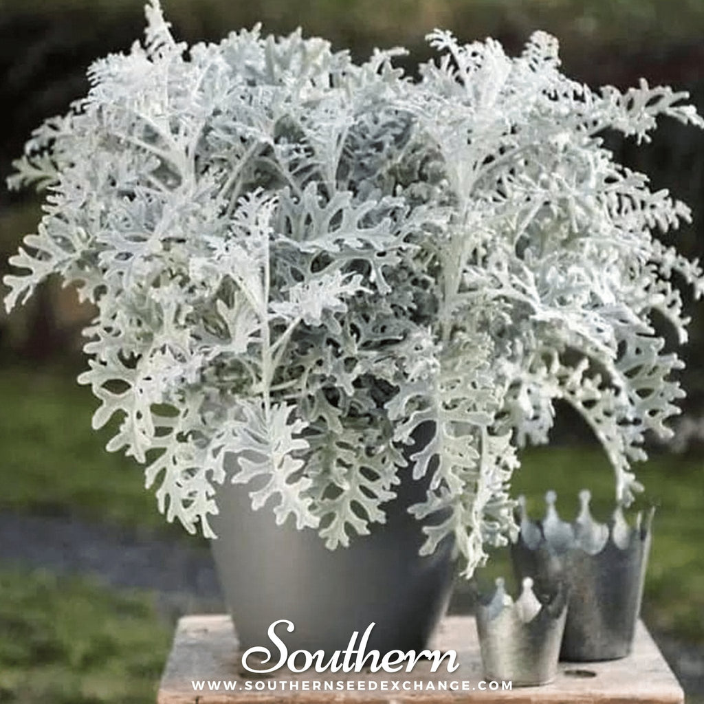 Dusty Miller Sivertown – 200 Seeds Southern Seeds