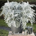 Dusty Miller Sivertown – 200 Seeds Southern Seeds