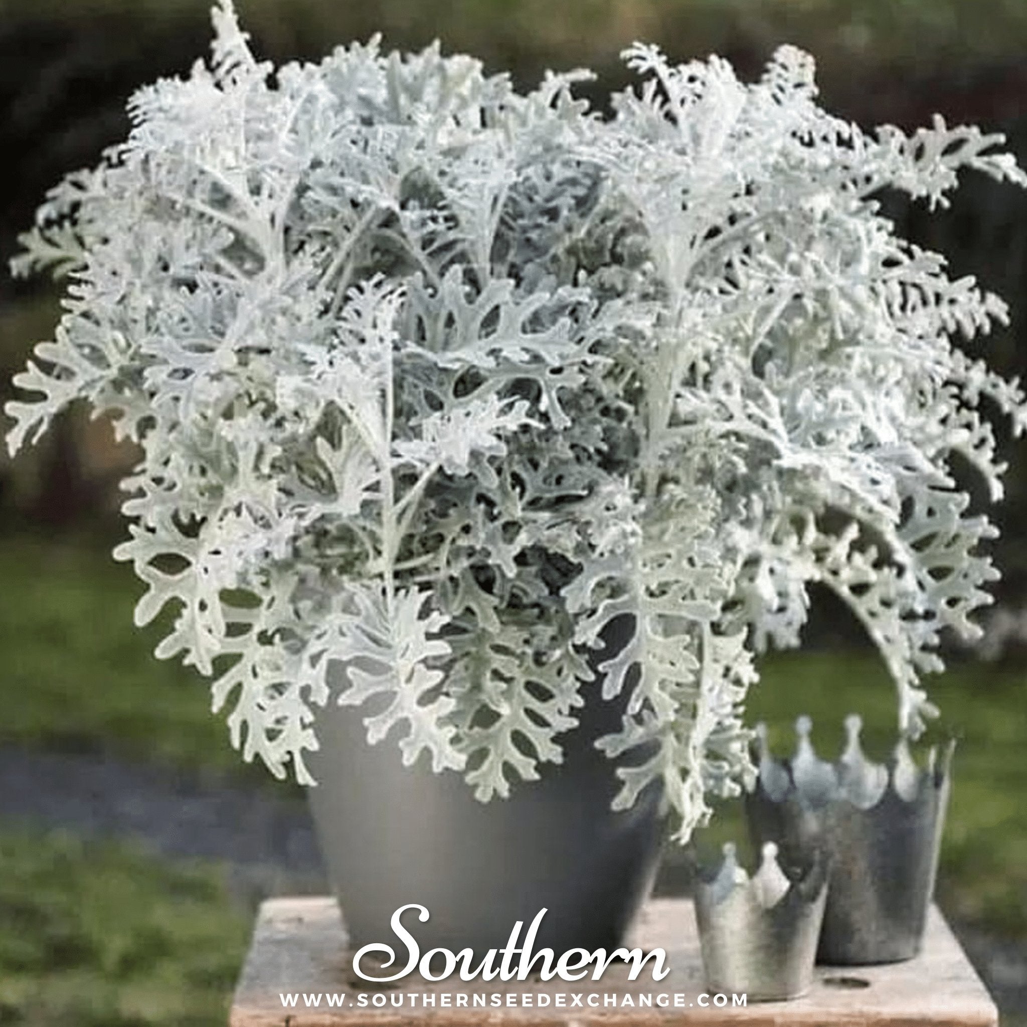 Dusty Miller Sivertown – 200 Seeds Southern Seeds