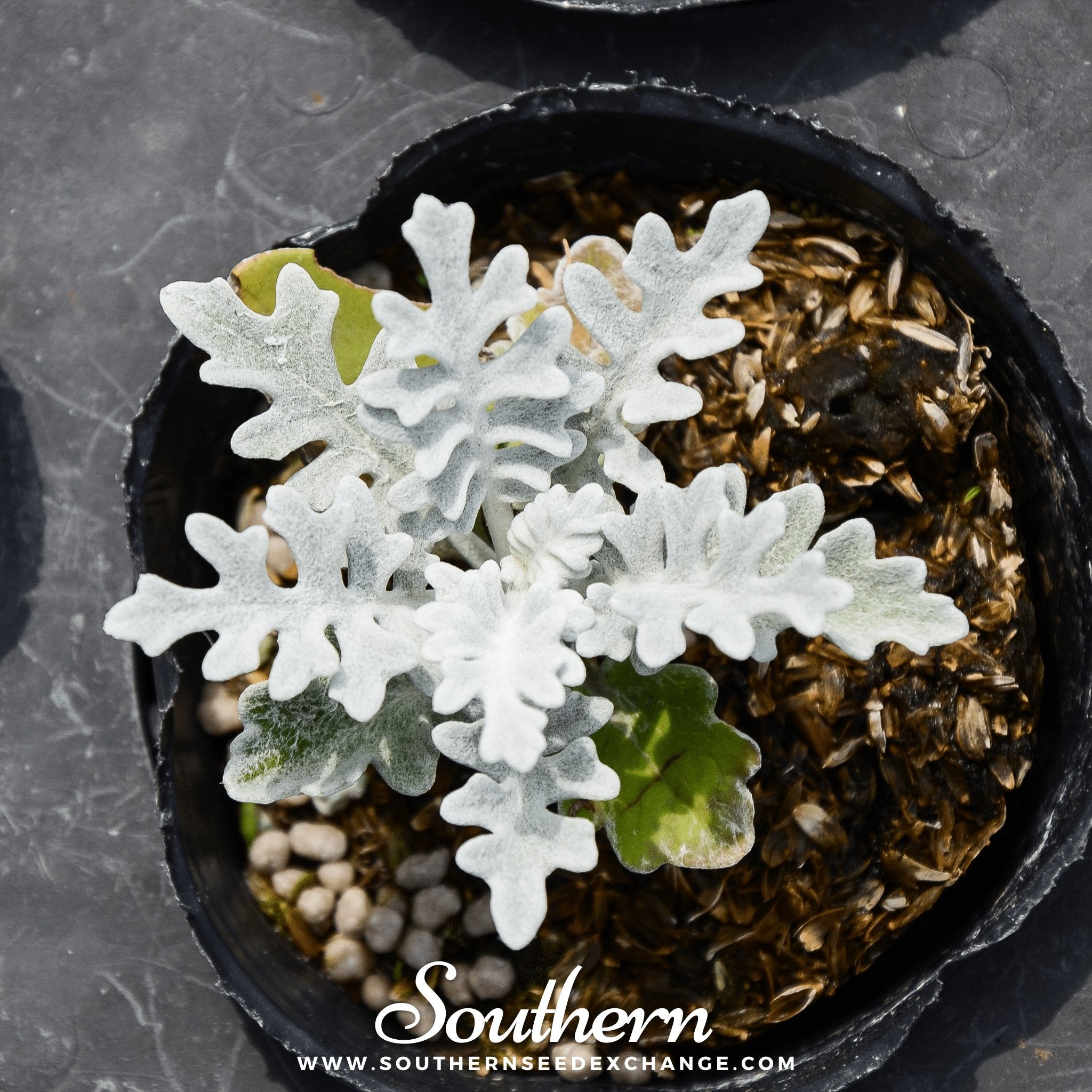 Dusty Miller Sivertown – 200 Seeds Southern Seeds