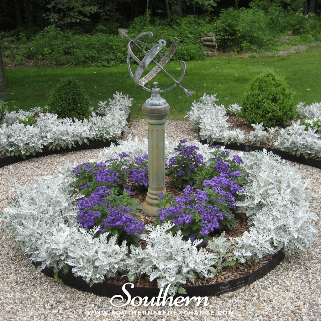 Dusty Miller Sivertown – 200 Seeds Southern Seeds