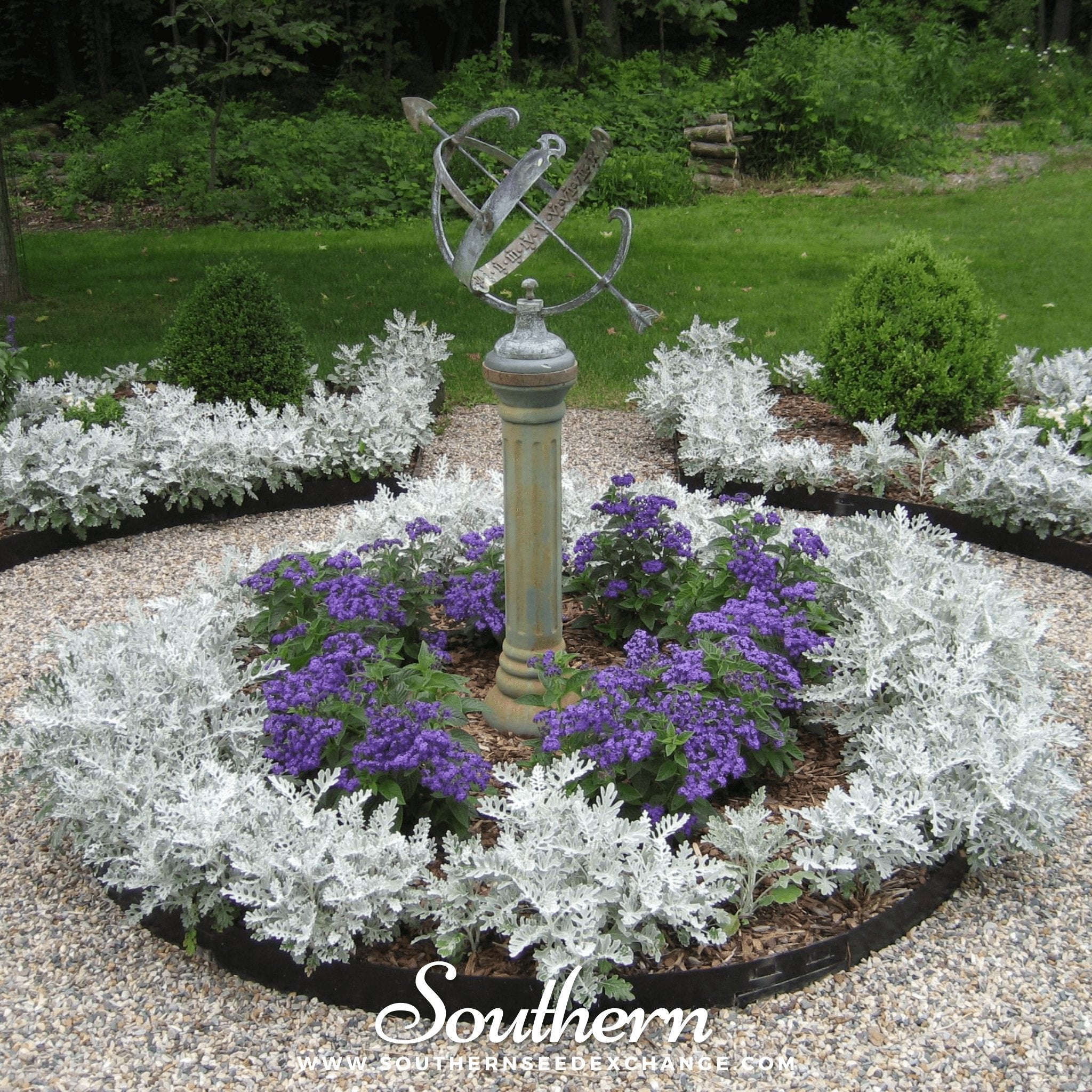 Dusty Miller Sivertown – 200 Seeds Southern Seeds