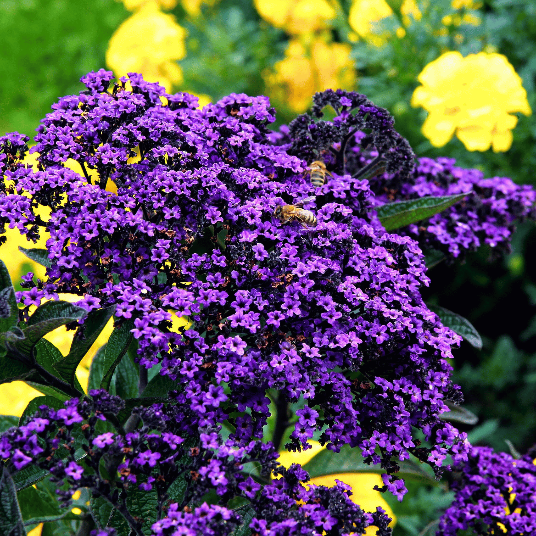 Dwarf Marine Heliotrope – 50 Seeds Southern Seeds