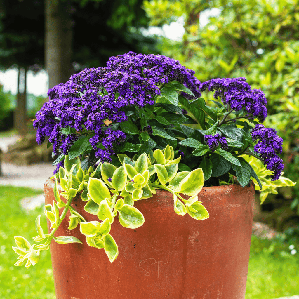 Dwarf Marine Heliotrope – 50 Seeds Southern Seeds