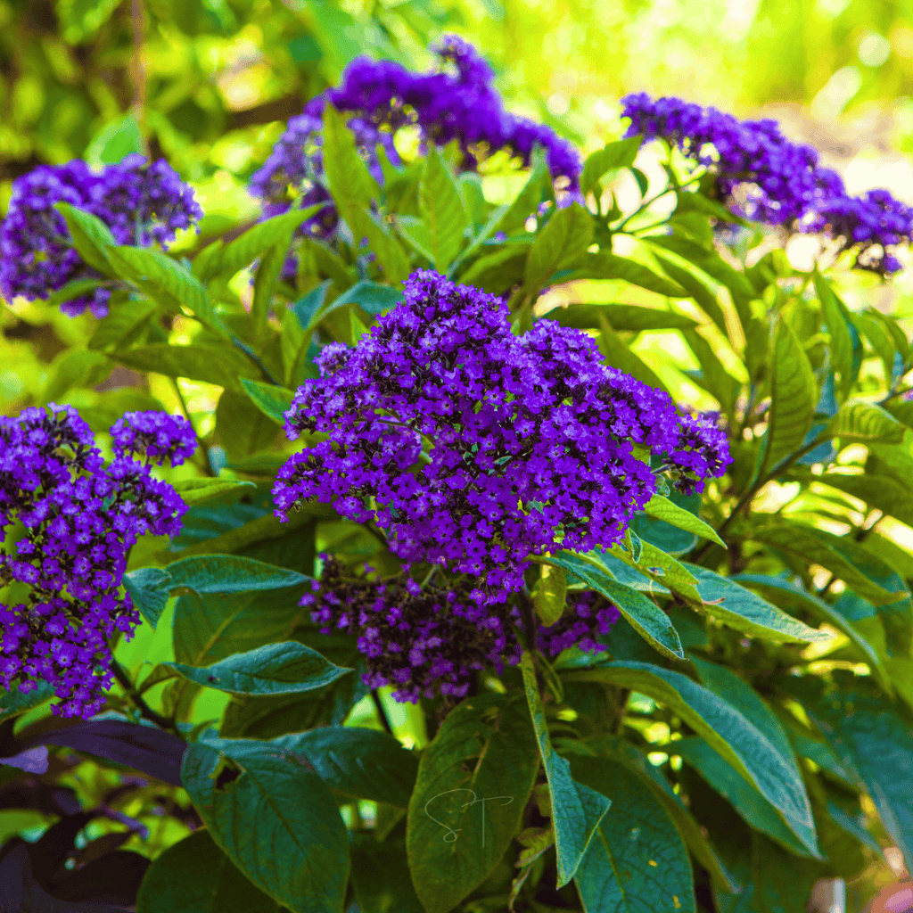 Dwarf Marine Heliotrope – 50 Seeds Southern Seeds