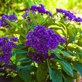 Dwarf Marine Heliotrope – 50 Seeds Southern Seeds