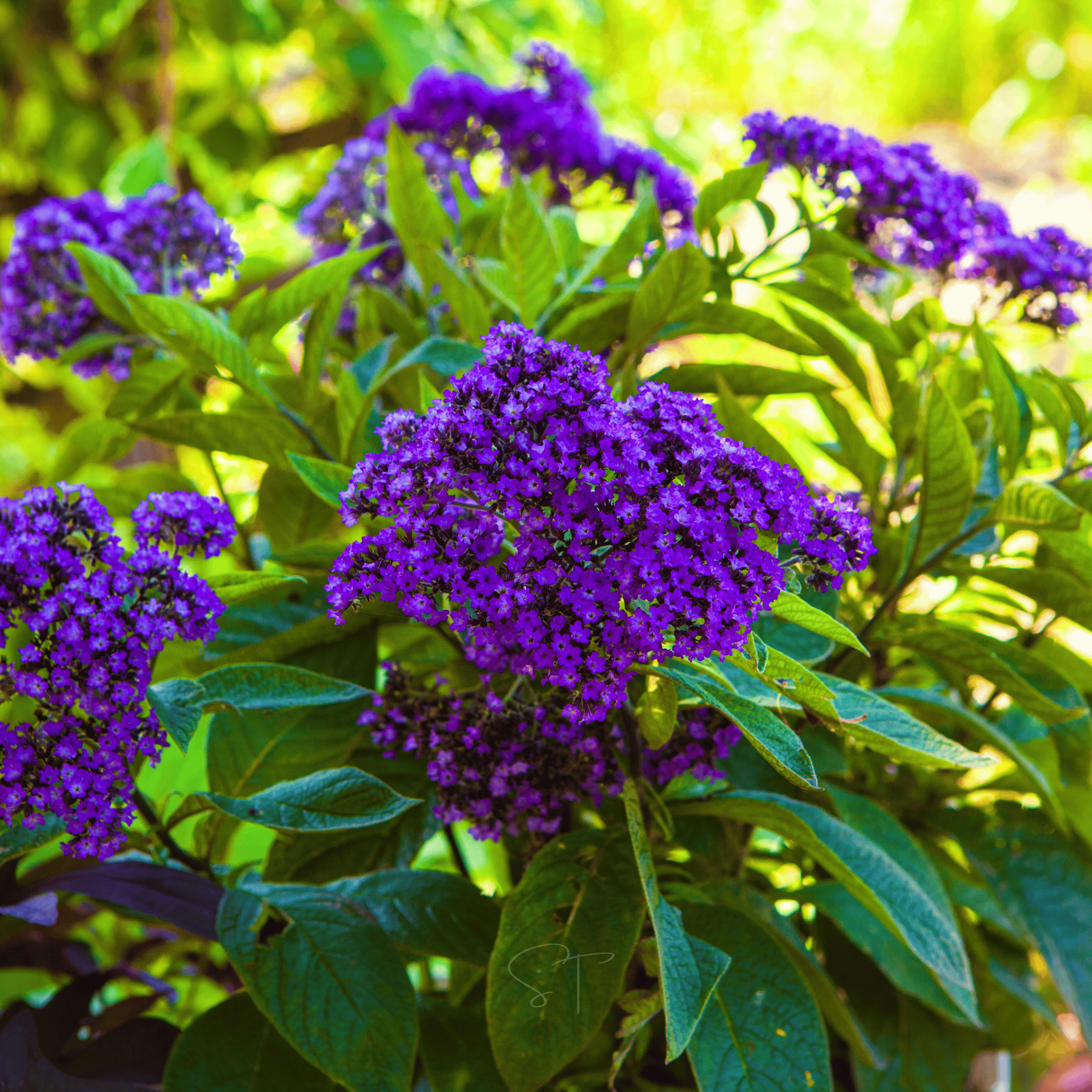 Dwarf Marine Heliotrope – 50 Seeds Southern Seeds