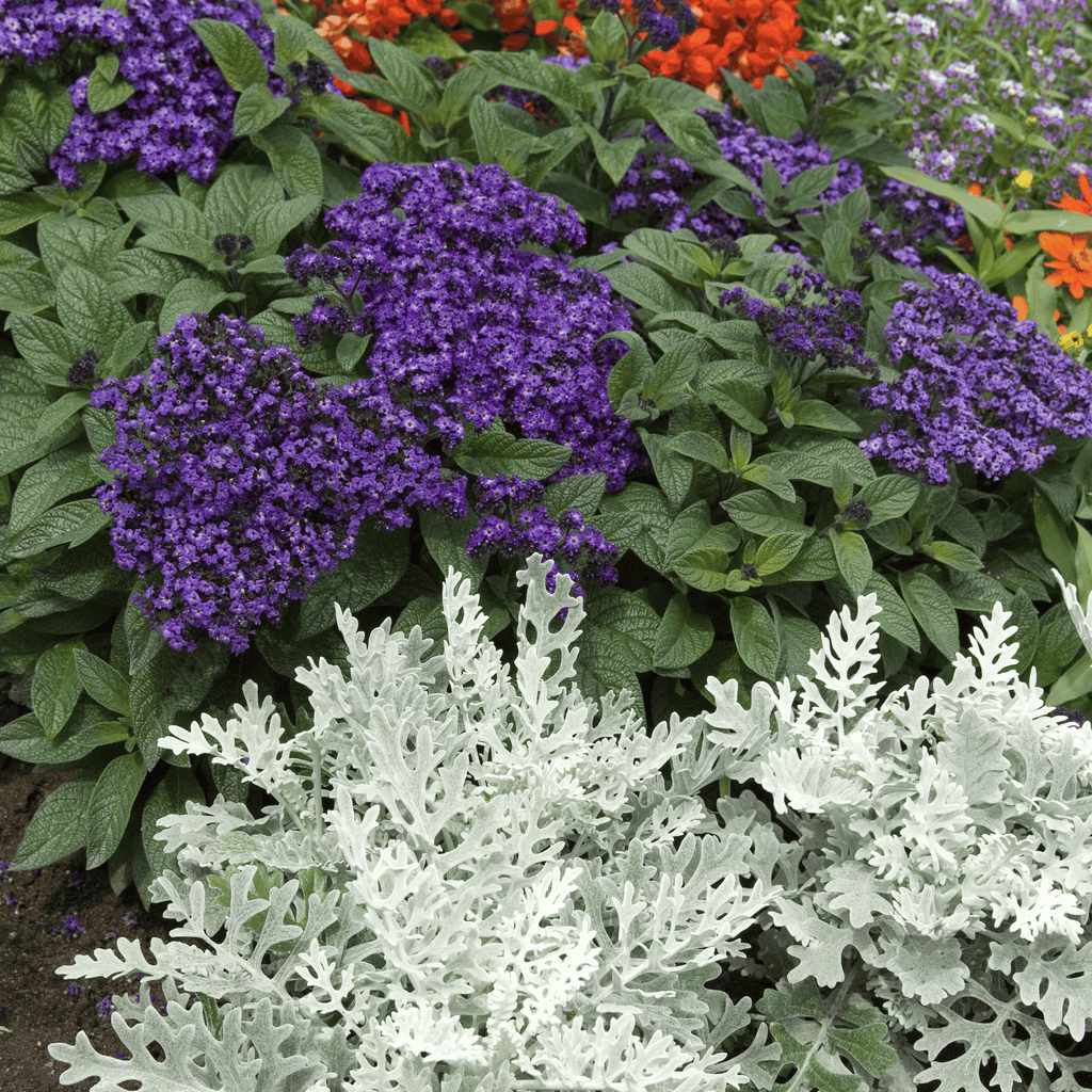 Dwarf Marine Heliotrope – 50 Seeds Southern Seeds