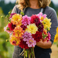 Early Bird Dahlia – 25 Seeds Southern Seeds