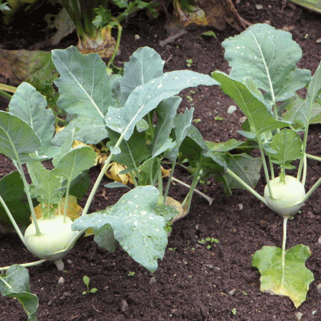 Early White Vienna Kohlrabi – 100 Seeds Southern Seeds